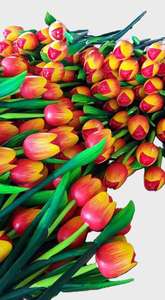 Tulipán Musical Hecho a Mano de Madera de Acacia, Decoración para el Hogar, Estilo ROMÁNTICO, Técnica Pulida, 37cm de Largo, Ligero, Regalo Tailandés - Product Image 4