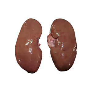 Wholesale High Quality Products Mussels Supply <b>Poultry</b> <b>Meat</b> Sale Pig Frozen Pork Kidneys In Brazil - Product Image 4