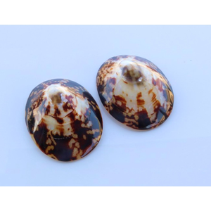 Coquillages de limpets en gros à prix compétitif – Coquillages décoratifs naturels pour artisans et collectionneurs de souvenirs - Product Image 4