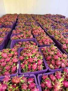 Fruta del Dragón Fresca, Pulpa Roja, Entera, Natural, Orgánica, Calidad de Exportación, Lista para el Mercado Mayorista, 30-45 Días de Vida Útil - Product Image 3