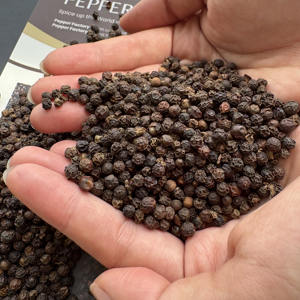 Poivre noir de qualité supérieure FAQ/ Entier, brut et nettoyé |   Emballage 25 kg, 50 kg |   Rond et à gros grains |   Approvisionnement en gros (Joice) - Product Image 2
