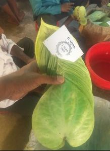 Hoja de Paan Fresca Natural para Exportación, Utilizada para el Suministro Internacional de Hojas Frescas a Bajo Precio por el Fabricante de Hojas de Paan - Product Image 6
