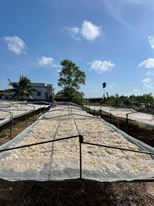 El Mejor Precio en Escamas de Pescado Secas de Vietnam, Sra. Lily - Product Image 5