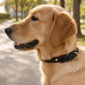 Wholesale genuine leather dog collar with <b>braided</b> craftsmanship daily walks training sessions and outdoor use in reasonable rate - Product Image 4