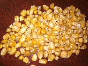 Yellow Corn for Poultry Feed - Product Image 6