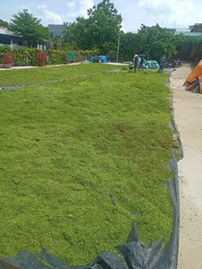 POUDRE D'ALGUE VERTE POUR ANIMAUX OU ENGRÈS EN PROVENANCE DU VIETNAM AU MEILLEUR PRIX Mme Lily - Product Image 4