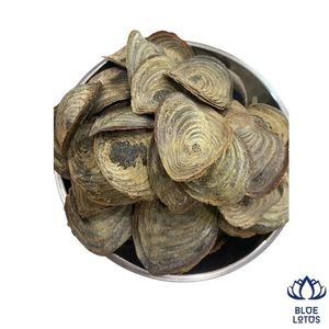 BEST-SELLER Coquille d'opercule de Murex durable Qualité supérieure Extrait de parfum Matière première pour encens Vente en gros - Product Image 1
