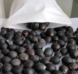 Graines de Sapindus Mukorossi - Product Image 3