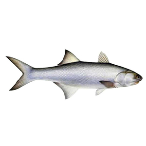 Salmón Salvaje Congelado de Alta Calidad, Filetes de Salmón Congelado, Salmón Congelado de Alta Calidad en Venta - Product Image 4