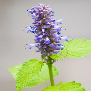 Hyssop Essential Oil | Bulk Supplier Premium Essential Oil Wholesale OEM Private Label Manufacturer - Product Image 5