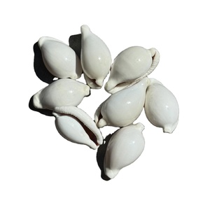 Coquillages de mer Egg Cowrie polis naturels, parfaits pour la création de bijoux DIY, les fournitures artisanales, la décoration de plage et les projets de mariage - Product Image 6