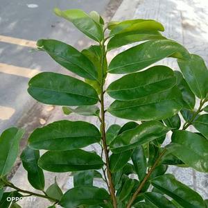Feuilles de corossol séchées de qualité supérieure, pour un thé au parfum unique. Produits de haute qualité du Vietnam / John - Product Image 6