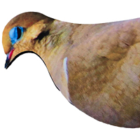 Leurre réaliste de colombe en PP pour la chasse en extérieur, simulation de silhouette de pigeon pleine grandeur