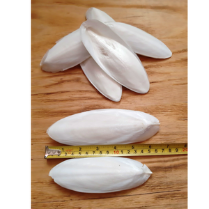 Best Grade VF Cuttlefish Bone Dried Natural Bird <b>Cage</b> Chewing Accessory For <b>Parrots</b> Finches Canaries And Small Pet Birds - Product Image 1