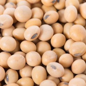 Premium <b>Soybean</b> Seed For International Export <b>Soybean</b> Seed Delivering Excellent Protein Content And Food Industry Use - Product Image 6