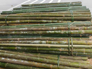 Poteau en bambou naturel de qualité supérieure, piquet en bambou pour le soutien des plantes de jardin, l'agriculture, la construction, le matériel artisanal, vente en gros au Vietnam - Product Image 6