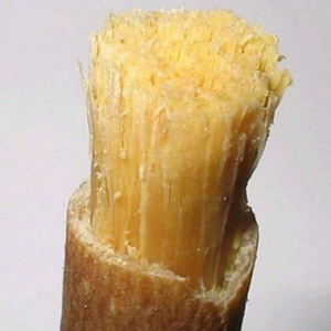 Barra de Miswak Natural Premium, Peelu Sewak Siwak, Limpieza Dental Herbal - Product Image 4
