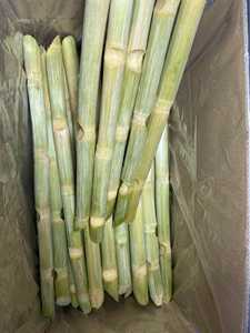 เวียดนามส่งออกอ้อยแช่แข็งแบบแท่ง IQF บรรจุภัณฑ์แบบจำนวนมาก รสหวานธรรมชาติ สำหรับการแปรรูปน้ำอ้อย - คุณทารินา - Product Image 3