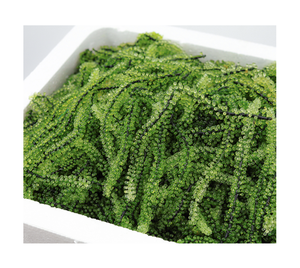 Ingrediente Alimenticio Innovador: Uvas de Mar Deshidratadas Crujientes, Caviar Verde para Proveedores de Servicios Gastronómicos - Product Image 1