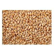 Service OEM de qualité supérieure, grains de blé tendre de qualité alimentaire, vente en gros, approvisionnement en vrac, stock disponible, produit d'exportation de qualité supérieure - Product Image 3