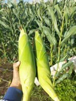 Vietnam diepvries zoete maïs kolfjes, volledig gekookt en individueel snelgevroren, uit Vietnamese fabriek voor voedsel, fruit en landbouw.