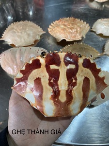 Wholesale <b>Crab</b> <b>Shell</b> Restaurant Food Service Supply Polished Low Odor <b>Crab</b> Carapace - Product Image 4