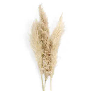 Cheap Wholesale Natural Dry Pampas Grass, Tropical Decoration Pampas Real Natural Dried Palm Leaves Dried Palm Flowers and Plan