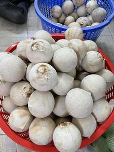 มะพร้าวน้ำหอมเวียดนามสดใหม่ ผลไม้ธรรมชาติสำหรับทำน้ำมะพร้าว ของหวาน สมูทตี้ บริการจัดเลี้ยง และจำหน่ายขายส่ง - Product Image 1