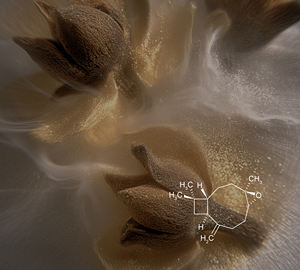 Óxido de Cariofileno, Extracto Natural a Base de Plantas (CL-605), Aroma a Vainilla - Product Image 2