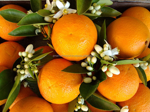 Pure Orange <b>Essential</b> <b>Oil</b> Made From Peel Natural Raw Material Wholesale Bulk Pure Natural Sweet Orange <b>Oil</b> - Product Image 5