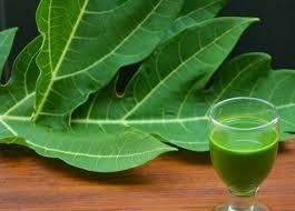 Hojas de Papaya Premium – Naturales, Orgánicas y de Alta Calidad // Mr.Tom - Product Image 6