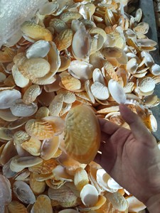 100% Natural Hermit <b>Crab</b> <b>Shells</b> and Seashell-Ideal for Collecting, Nautical Decor, and Vivarium Design/ Ms. Lima - Product Image 2