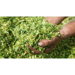 Ensilaje de maíz de calidad superior para ganado lechero y vacuno - Product Image 3