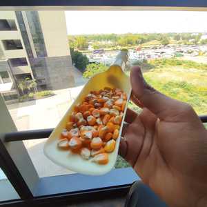 Maíz amarillo de alta calidad, venta al por mayor, bajo precio, con bolsa fuerte, embalaje, Exportación de la India - Product Image 4