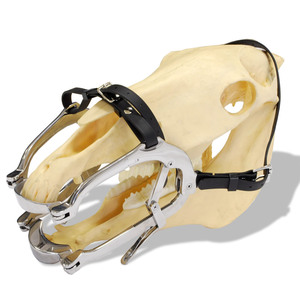 Spéculum buccal complet pour cheval avec sangles en cuir, équipement vétérinaire pour agriculteurs GUJJAR SURGICAL INTERNATIONAL - Product Image 1