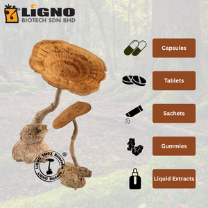 LiGNO Biotech TM02 Lignosus Rhinocerus Sclerotium, Polvo de Hongo Seco en Frío de Grado Alimenticio para el Cuidado de la Piel y Nutracéuticos - Product Image 4