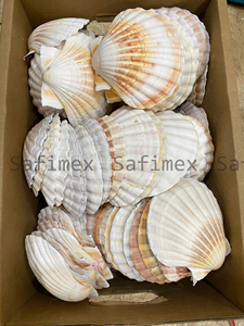 Conchas Marinas Naturales Pulimentadas, Ecológicas, de Forma Natural, Colección Blanca y Amarilla, para Manualidades, Decoración del Hogar y Bodas - Product Image 6