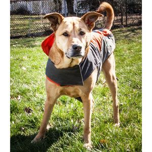 Veste pour chien Helios Lotus Rusher convertible 2-en-1, imperméable avec technologie Blackshark, vêtements pour animaux de compagnie - Product Image 5