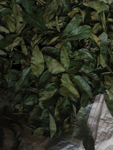 Hojas de guanábana secas al por mayor de Vietnam, hechas con hojas de graviola naturales, aptas para veganos, de calidad alimentaria, cuidadosamente seleccionadas, calidad de exportación. - Product Image 2