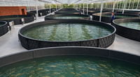 Industrielles Rezirkulierendes Aquakultur-System für Tilapia RAS-System Fischzuchtausrüstung Wasseraufbereitung Fortschrittliches Automatisiertes RAS