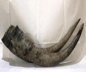 Indian Quality Natural Viking <b>Drinking</b> BLOWING Horn with Horn <b>Stand</b> Carved Antique Viking <b>Drinking</b> Horn AL AMLIK CRAFT - Product Image 4