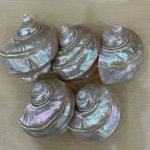เปลือกหอยเทอร์โบขนาดใหญ่พรีเมียม 14–16 ซม. เปลือกหอยธรรมชาติสำหรับตกแต่ง ผู้ผลิตเวียดนาม จำหน่ายส่งออกจำนวนมาก - Product Image 1