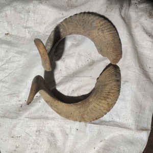 Corne de mouton nautique écologique, matériau organique poli, décoration d'intérieur - Product Image 5