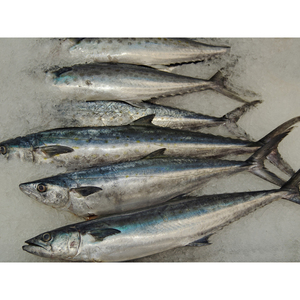 ปลาแมคเคอเรลคุณภาพพรีเมียม อาหารทะเลสดใหม่ ทำความสะอาดและแปรรูปแล้ว เหมาะสำหรับทอด ย่าง และทำอาหารแบบดั้งเดิม - Product Image 1