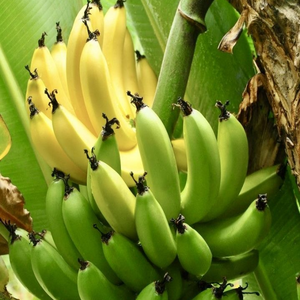 Frozen Banana Premium Darlac Farms Dak Lak Vietnam IQF Vacuum Pack High Quality Bulk All Shapes 20kg 24 Months Shelf Life - Product Image 4