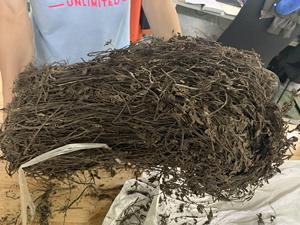 ใบและก้านหญ้าเจลลี่ดำแห้ง (Mesona Chinensis) ยี่ห้อเวียดเดลต้า บรรจุถุงใหญ่ สำหรับตลาดประเทศไทย ได้รับการรับรองมาตรฐาน HACCP ลิลลี่ - Product Image 3