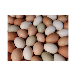ไข่ไก่สีน้ำตาลคุณภาพสูง ขนาดสม่ำเสมอ คุณภาพคงที่ เหมาะสำหรับการใช้งานในเชิงพาณิชย์ - Product Image 2