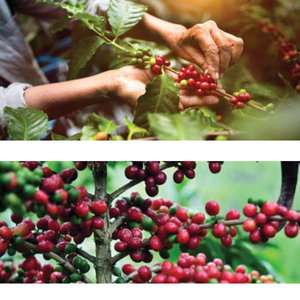 เมล็ดกาแฟอาราบิก้าเขียวธรรมชาติผสมอินเดียพรีเมียม คุณภาพสูง ยังไม่ผ่านการคั่ว  พร้อมส่งออก บรรจุภัณฑ์แบบ OEM - Product Image 3