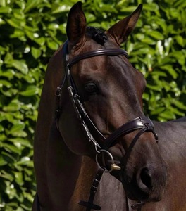 Licol d'entraînement robuste en sangle de nylon pour chevaux, réglable avec double boucle, respirant, pour l'encastrement et la pâturie - Product Image 1