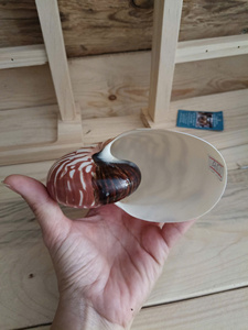 Coquille de Nautilus naturelle faite à la main, décorative, pour la décoration de maison de style côtier, artisanat DIY, vente en gros Vietnam - Product Image 3